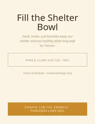 Fill the Shelter Bowl — Donations Drives flyer template